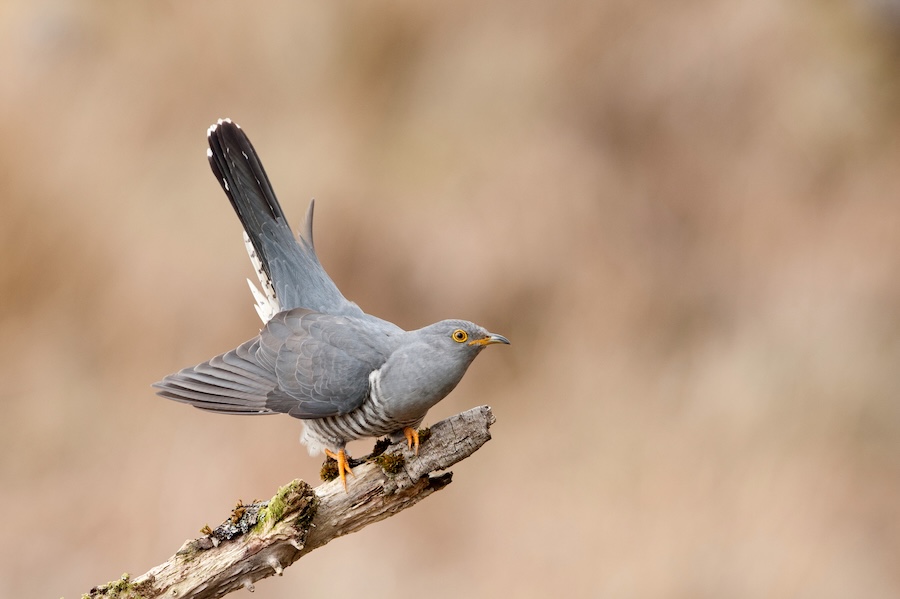 Cuckoo class of ‘24 makes it safely back to Africa