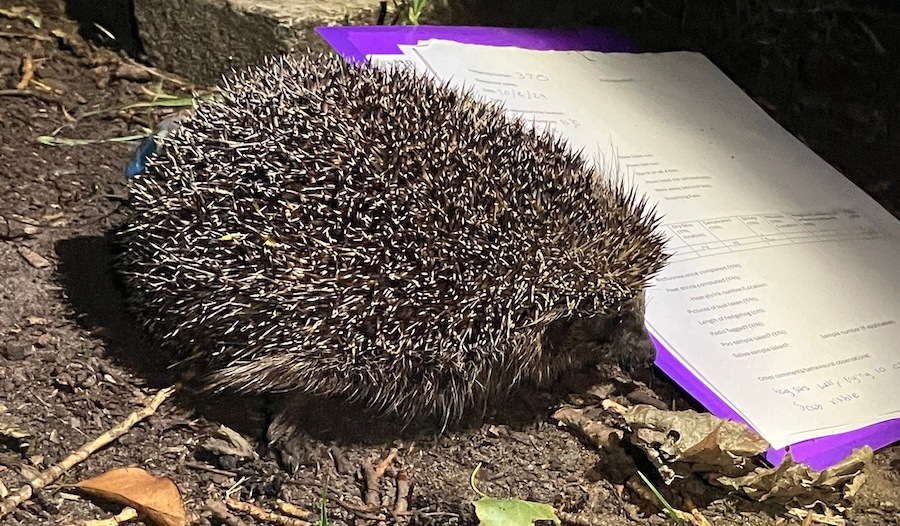 Flexible hibernation could help hedgehogs adapt to environmental changes