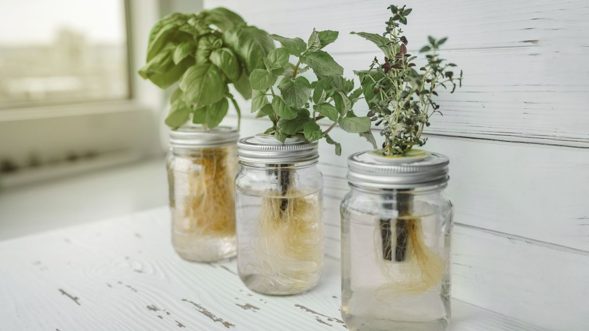 Fehler bei der Hydrokultur-Gartenarbeit – 5 häufige Fehler, die Ihren Indoor-Garten ruinieren