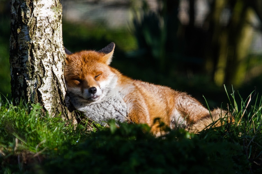 Leading UK Conservation Charity Warns of ‘Ticking Time Bomb’ Dangers Posed by AI Revolution