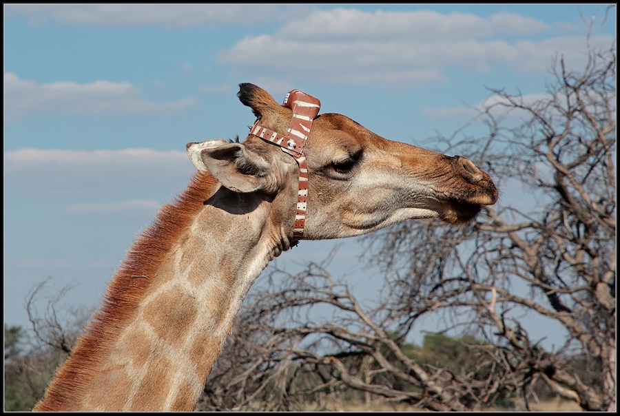 Giraffen haben große Probleme mit Steigungen