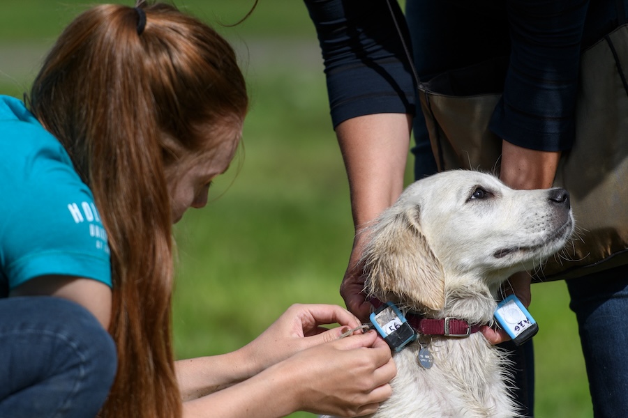 Hunde, die ohne Leine laufen, verursachen 20 % mehr Störungen in geschützten Tieflandheiden