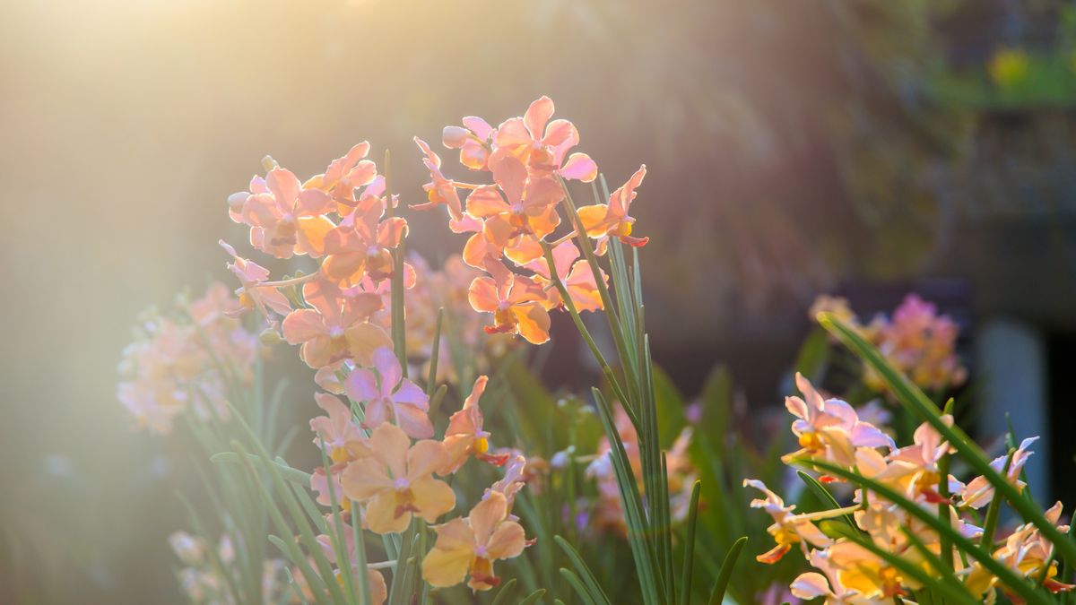 Kann man Orchideen im Freien züchten? Experten verraten Ihnen, welche Orchideenarten Sie wählen sollten und wie Sie sie erfolgreich in Ihrem Garten anbauen