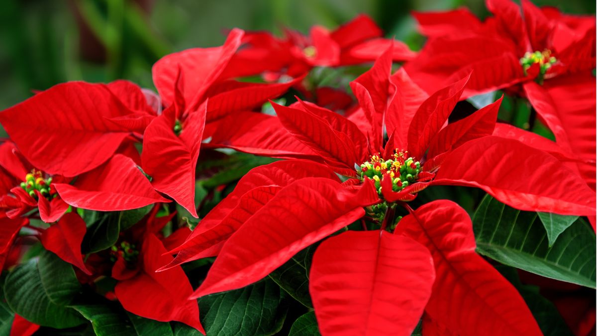 Kann man Weihnachtssterne im Freien anbauen? Expertentipps für den erfolgreichen Anbau dieser festlichen Favoriten in Ihrem Garten