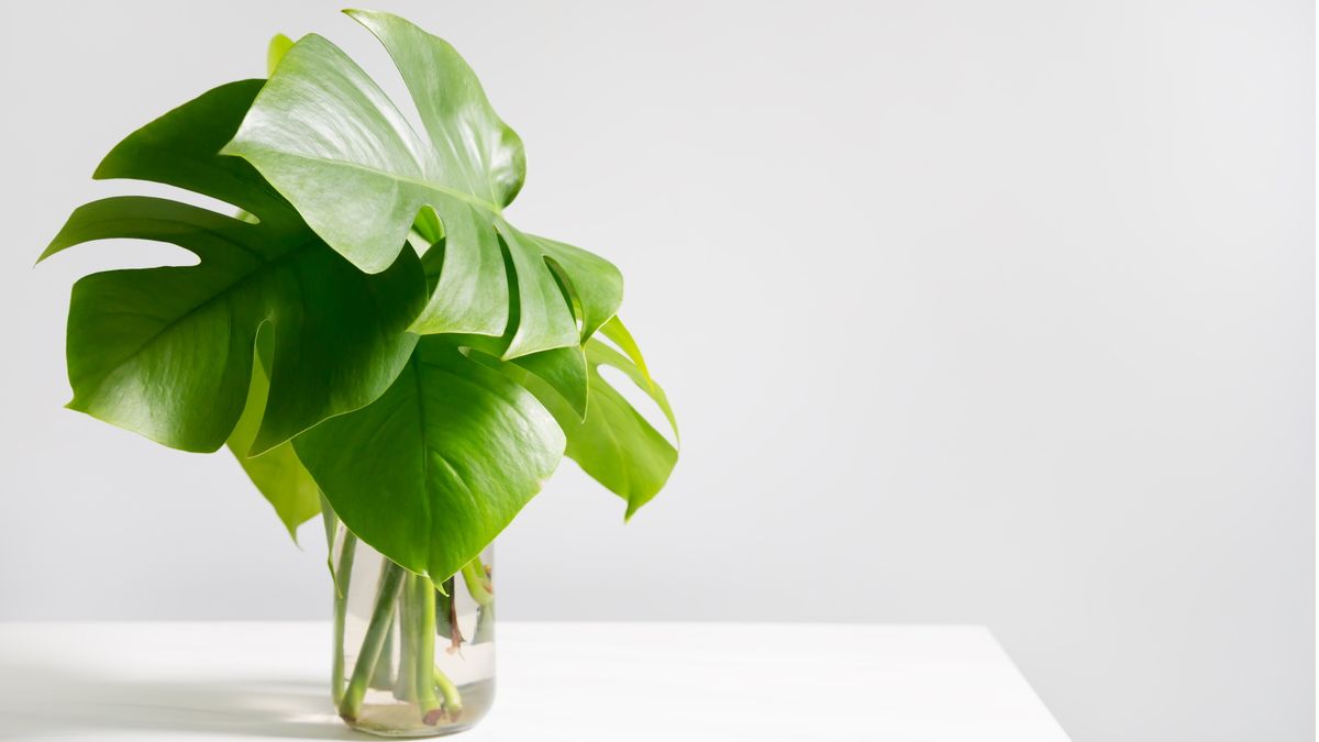 Kann man ein Monstera im Wasser züchten? Expertentipps für erfolgreiche hydroponische Zimmerpflanzen