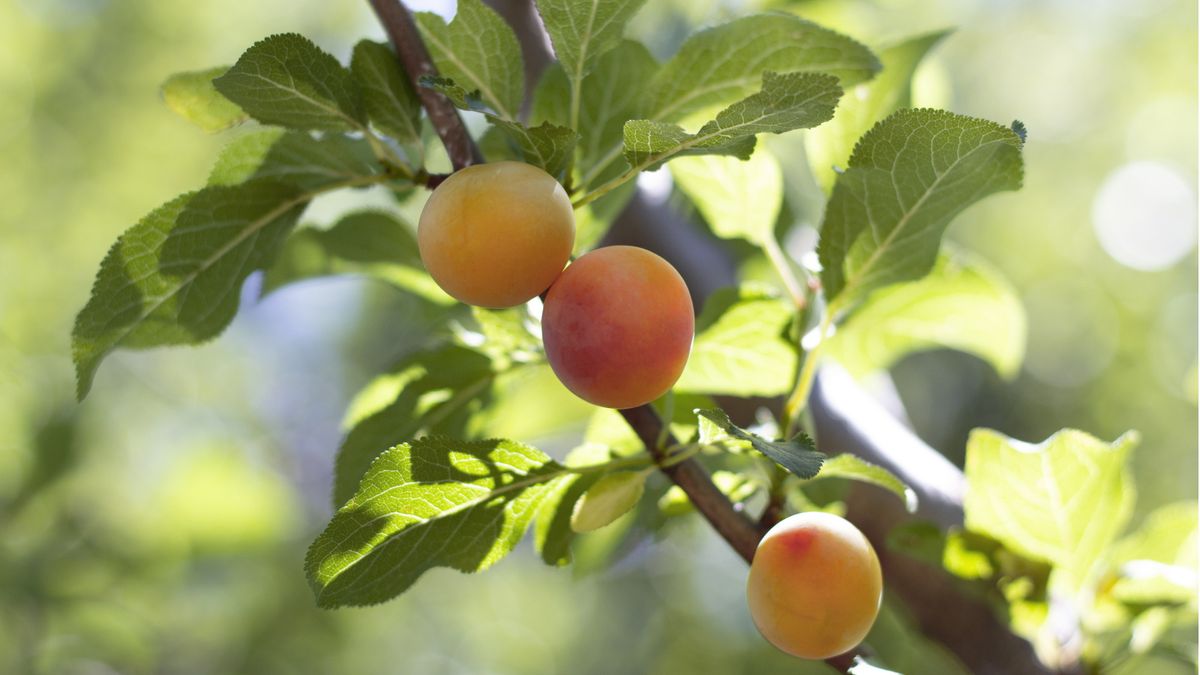 So bringt ein Aprikosenbaum Früchte – 3 Expertentipps für den Anbau dieser süßen, orangefarbenen Frucht