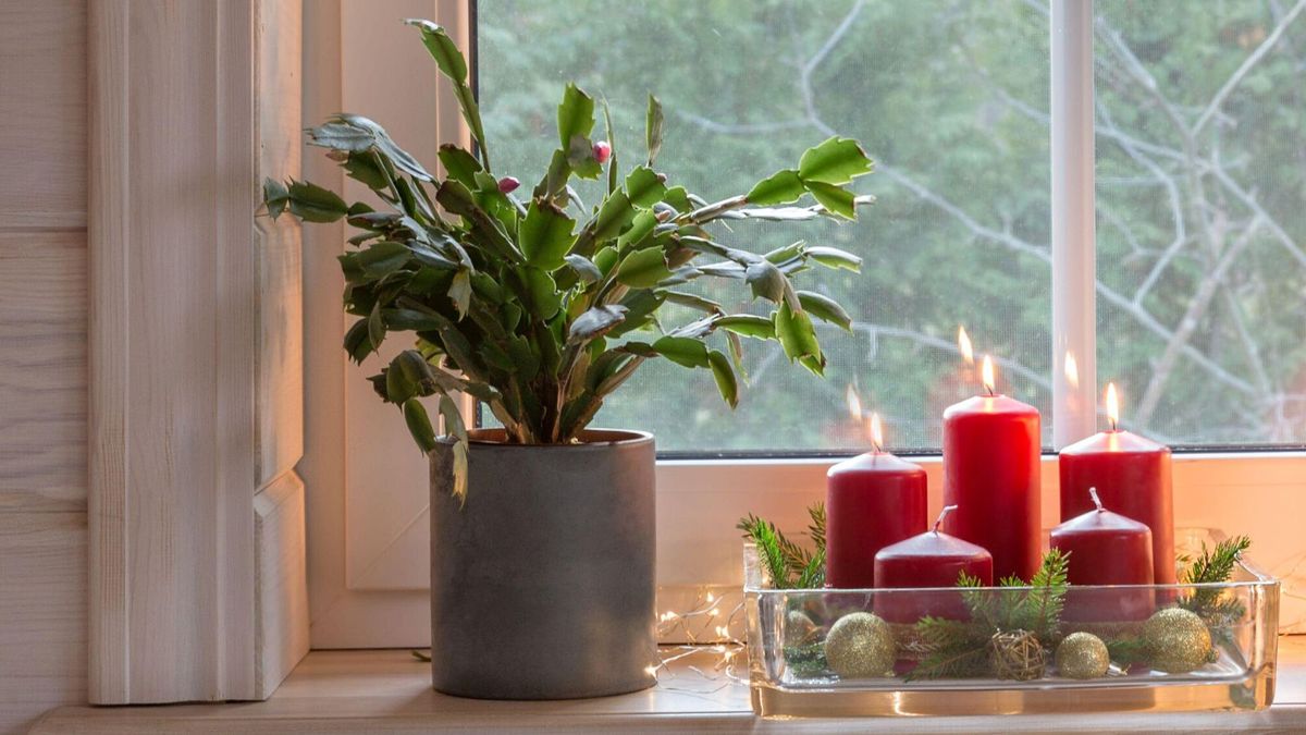 So schneiden und revitalisieren Sie einen holzigen Weihnachtskaktus