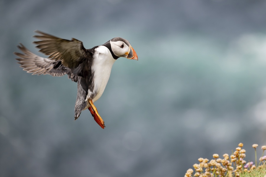 Spiders, Spoonbills and sandeels among five reasons to celebrate nature this year