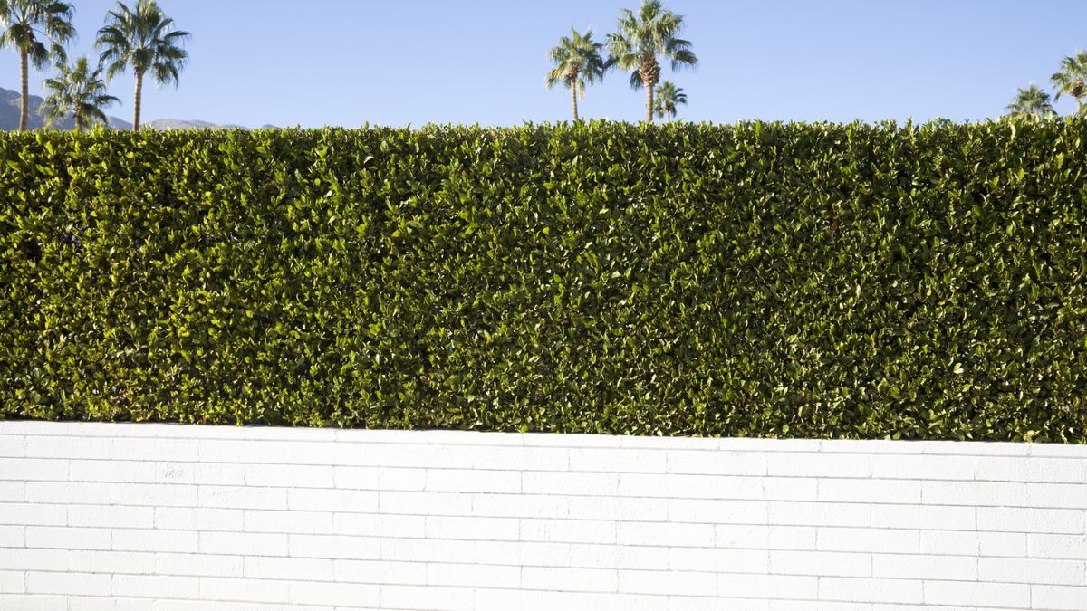 Wann Sie eine Ligusterhecke beschneiden sollten – das Beschneiden dieser schnell wachsenden Pflanze ist wichtig, um sie unter Kontrolle zu halten