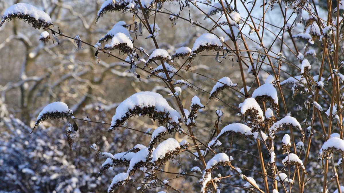 Was tun mit einem Schmetterlingsstrauch im Winter? Experten geben Tipps für diese atemberaubenden Sträucher