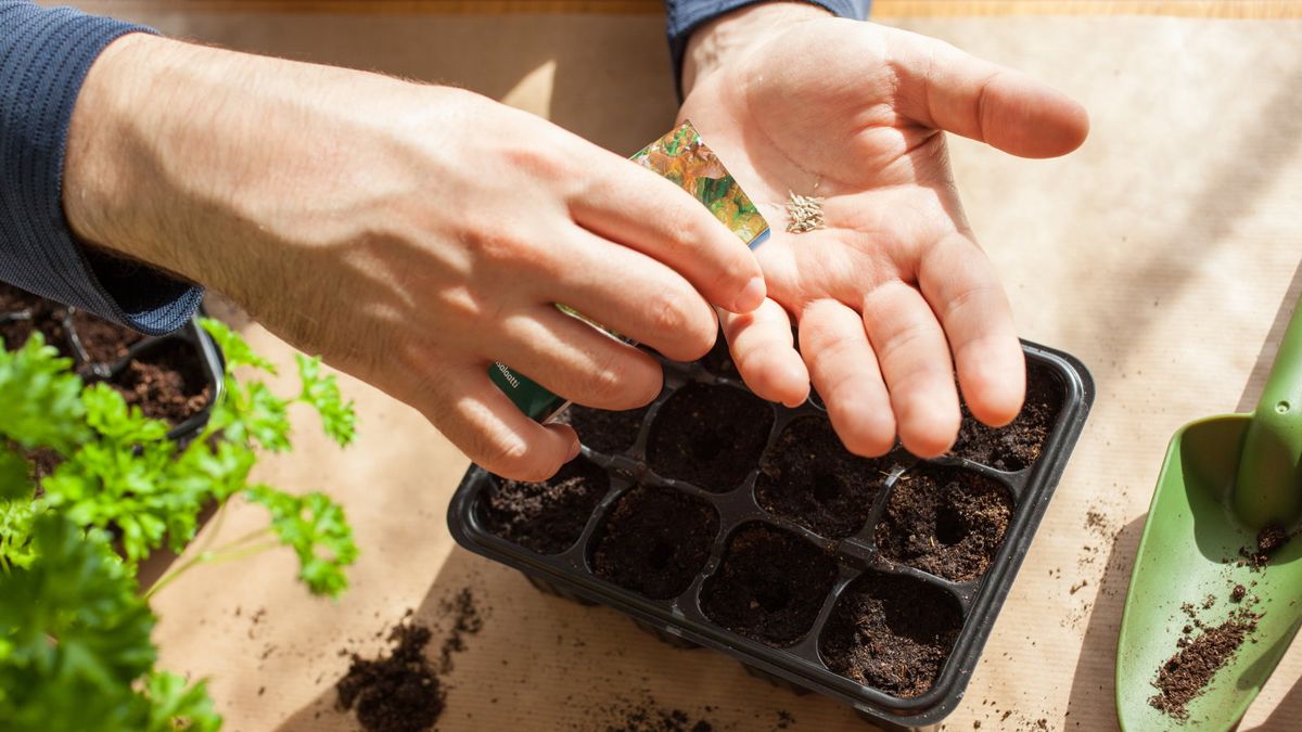 7 Blumen zum Aussäen im Januar – pflanzen Sie diesen Monat die Samen drinnen für bezaubernde Sommerblüten
