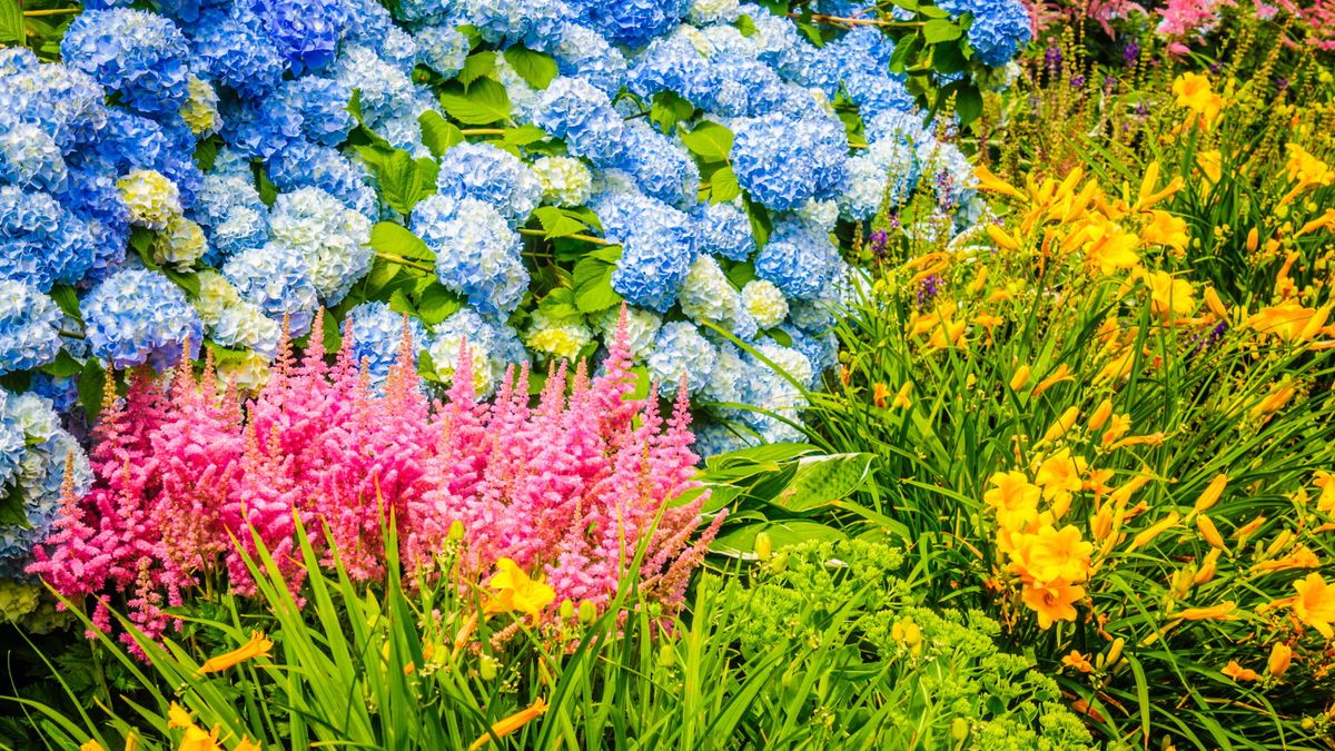 7 Stauden zum Pflanzen im Januar – warum dieser Monat ein guter Zeitpunkt ist, um wurzelnackte Pflanzen in Blumenrabatten zu pflanzen