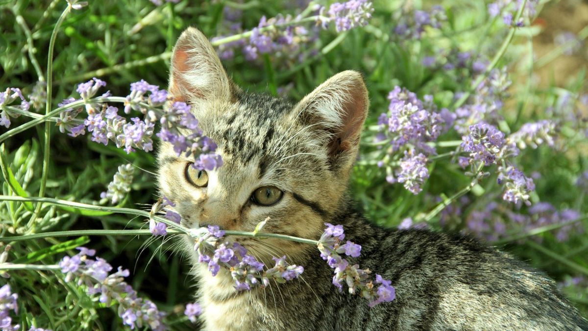 7 katzenabweisende Pflanzen – kompetente Platzierungstipps zur Abwehr unerwünschter Katzen