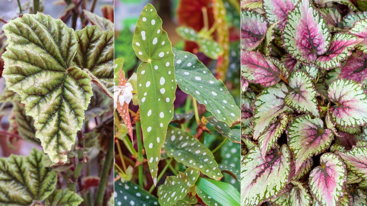 Beste Begoniensorten – 5 wunderschöne Möglichkeiten für auffälliges Laub im Innenbereich
