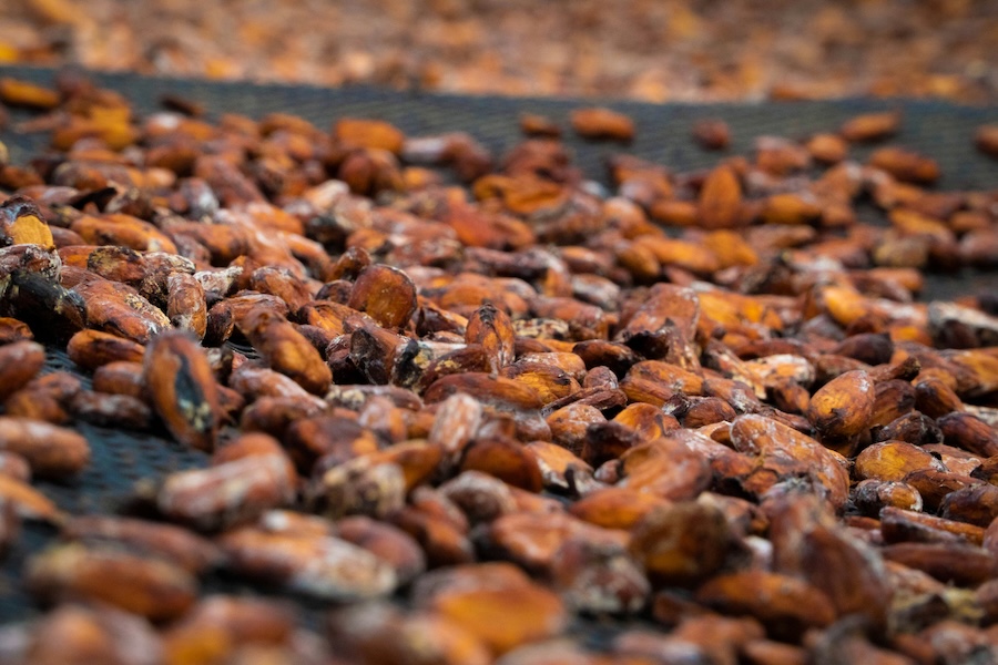 Countdown to Convening Cocoa Sector Leaders for WCF Partnership Meeting