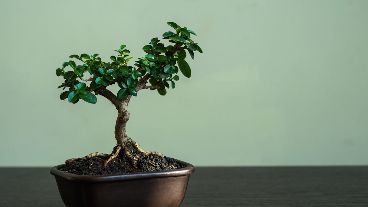 Die einfachste Innenbonsai-Bäume für Anfänger-5 wartungsarme Arten, um Ihre Zimmerpflanze-Sammlung zu verwandeln