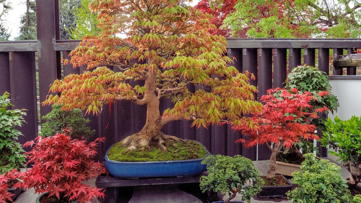 Die einfachsten Bonsai-Bäume für Anfänger – 5 narrensichere Pflanzen, die Ihnen helfen, die Kunst des Gartenbaus im Miniaturformat zu meistern