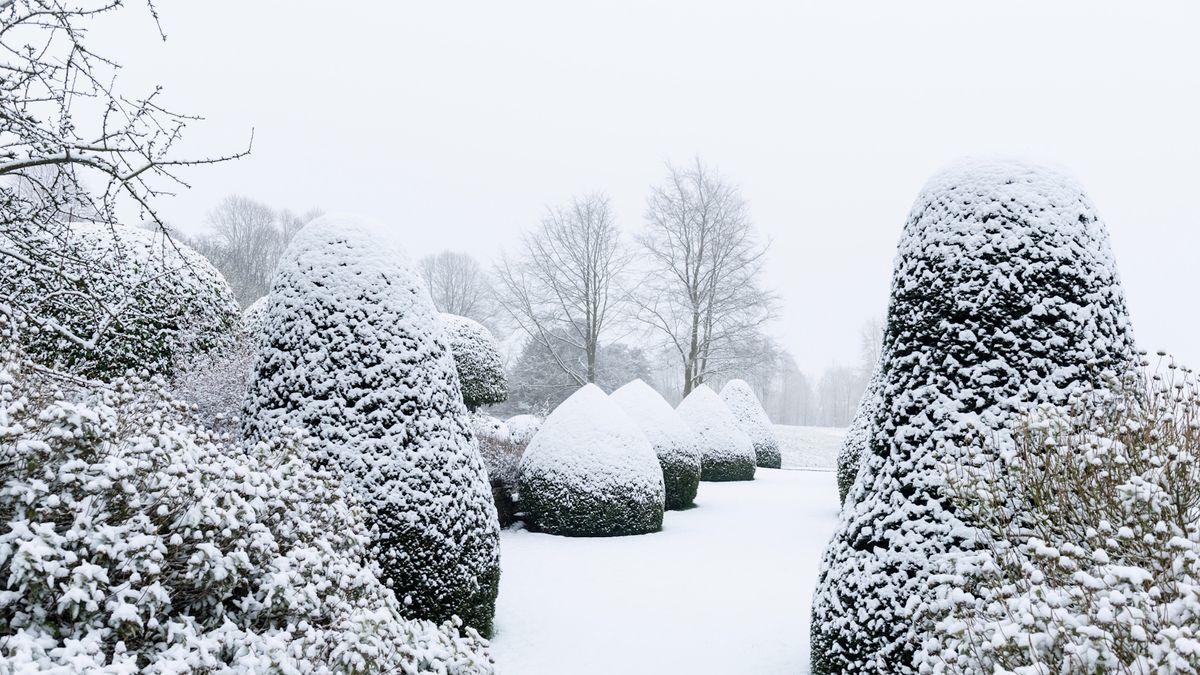 Diese genialen und budgetfreundlichen Ideen schützen Pflanzen schnell vor Frost und Schnee, ohne Ihr Budget zu sprengen