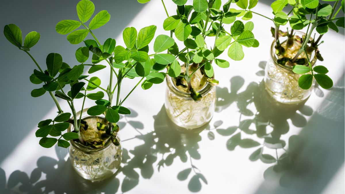 Ich bin Gartenjournalist und überzeugt davon, dass diese 5 hydroponischen Gartentrends die einzigen sind, in die es sich für 2025 lohnt, Zeit und Geld zu investieren