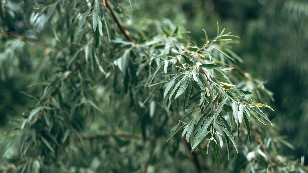 Invasive Hedge -Anlagen zu vermeiden - 5 kräftige Arten, um unseren Garten zu halten und was Sie stattdessen wachsen sollten