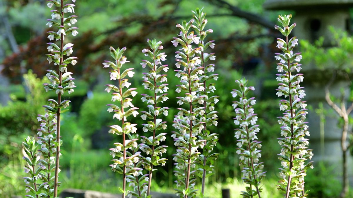 Invasive Stauden, die Sie aus Ihrem Garten fernhalten sollten – 5 Arten, die Sie meiden sollten und welche Sie stattdessen anbauen sollten