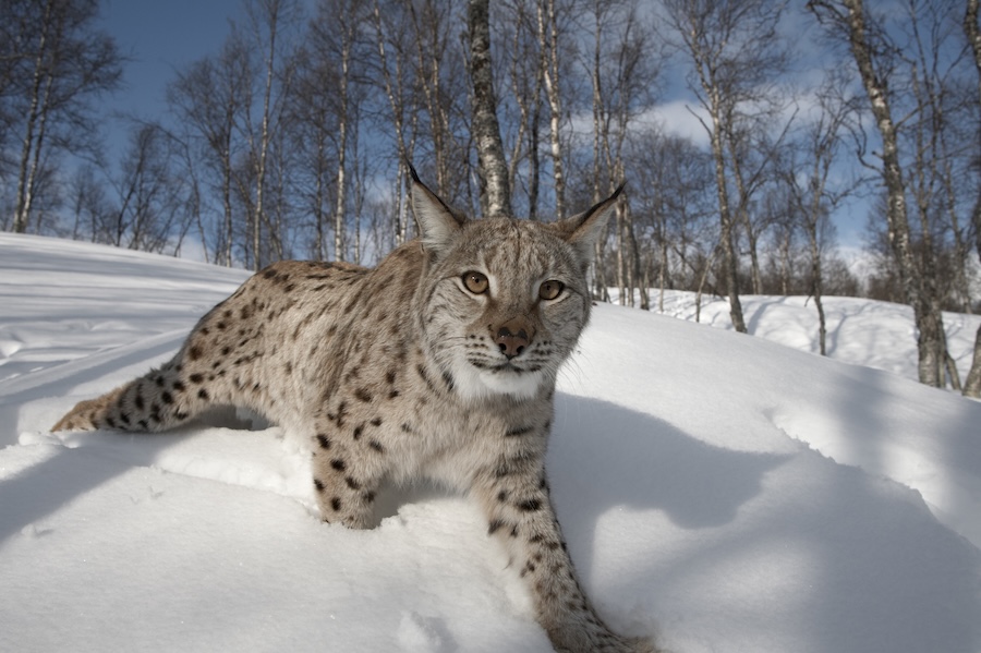 Lynx könnte nach Schottland zurückkehren – aber nicht durch unwillkommene illegale Freilassungen