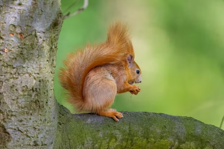 Red squirrels fed on peanuts have weaker jaws – here’s why that matters for conservation