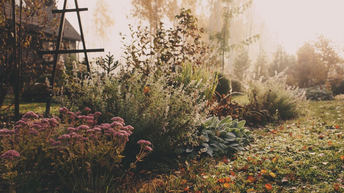 Schädlingsbekämpfungsexperten warnen vor diesen 5 Wintergartenschädlingen – und geben Tipps, wie Sie verhindern können, dass sie Ihren Garten vor dem Frühling ruinieren