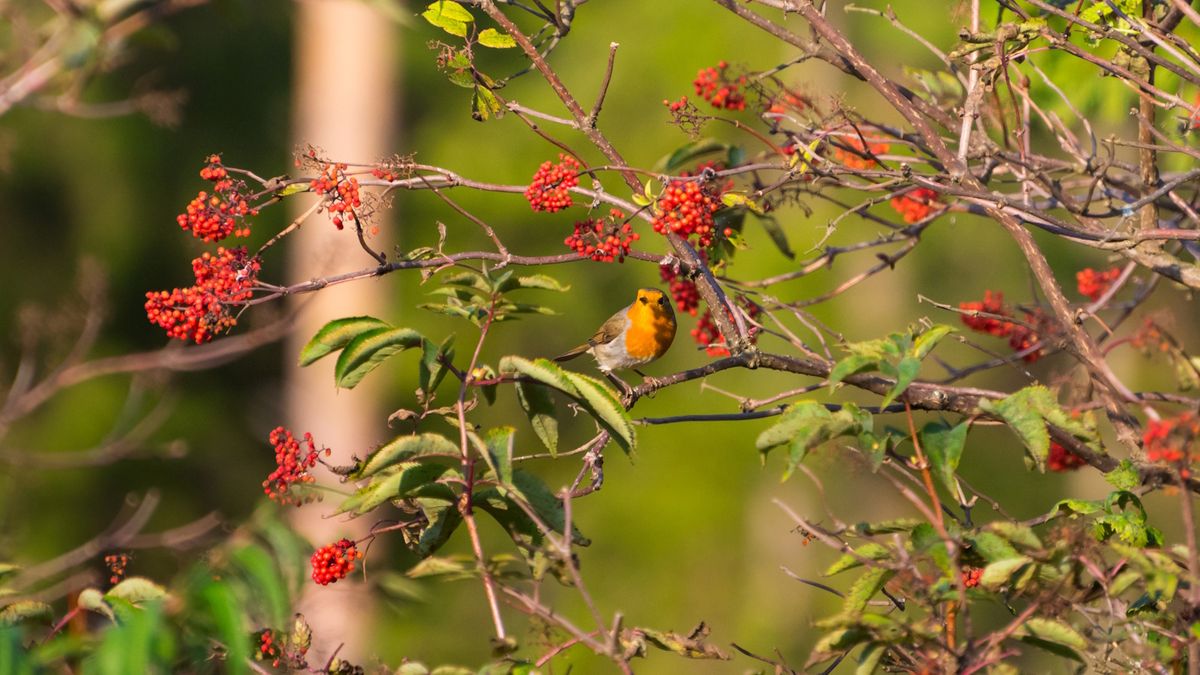 So schneiden Sie Ebereschenbäume – für gesunde, formschöne Bäume voller Beeren