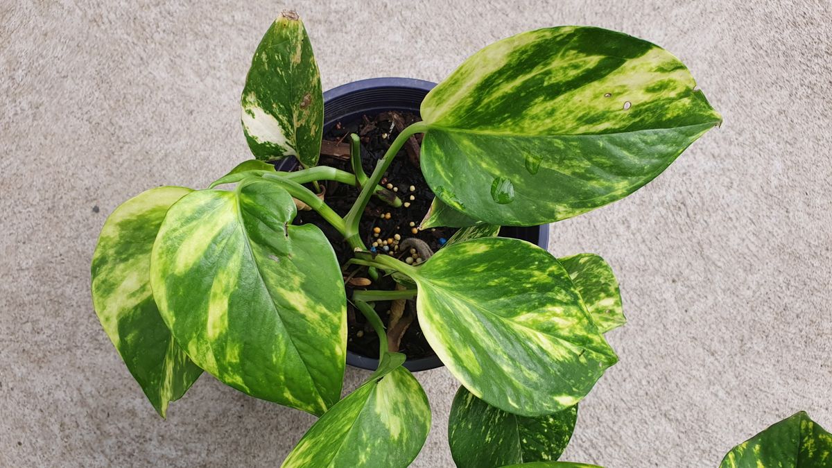 So stellen Sie Ihre eigene Pothos-Blumenerde her – eine DIY-Lösung, um diese hängende Zimmerpflanze länger glücklich zu machen