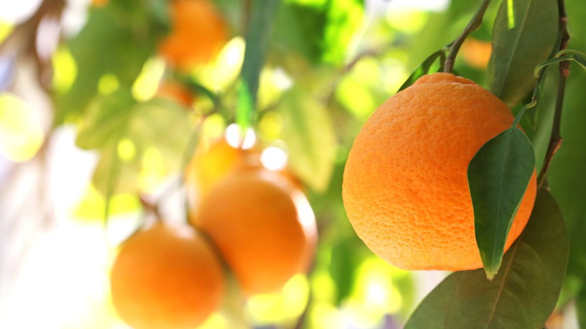So züchten Sie einen Orangenbaum und genießen die pflegeleichte Ernte süßer, duftender Früchte