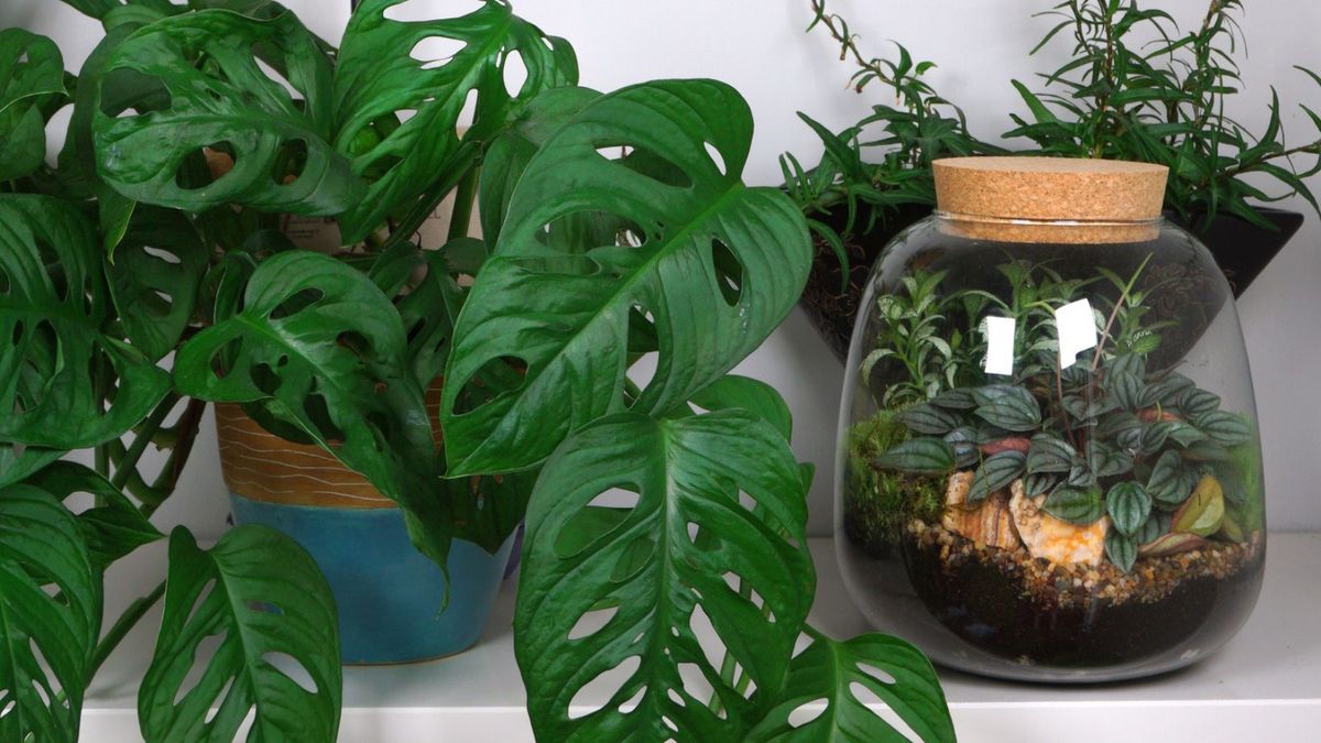 Terrarien vs. Zimmerpflanzen – Experten verraten, welche für Ihr Zuhause am besten geeignet sind