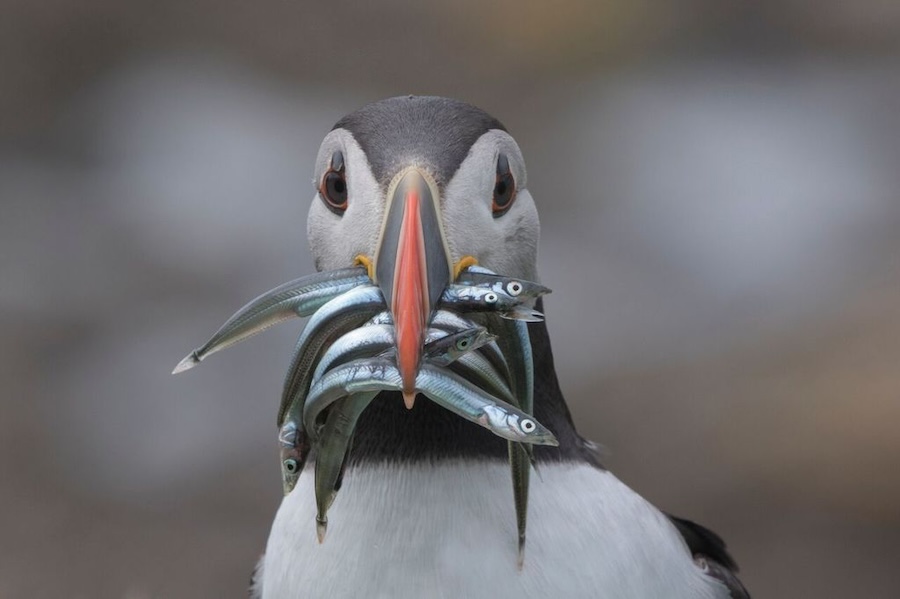 UK/EU sandeel fisheries closure hearing – Jan 28