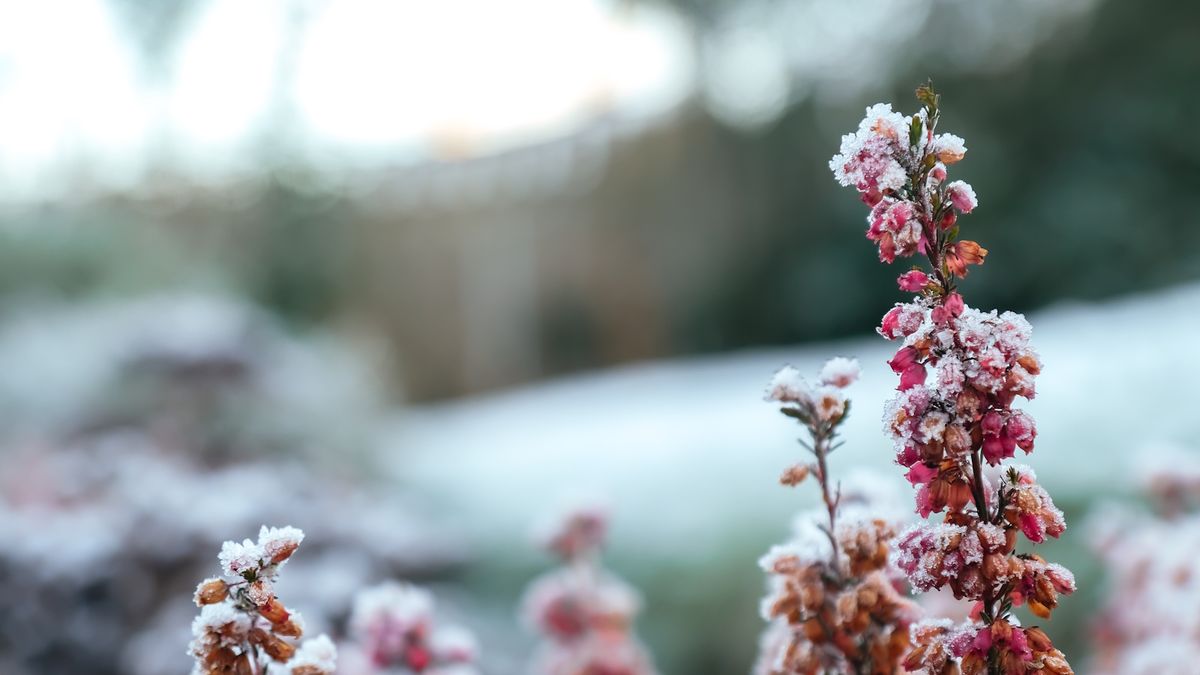 Wie Sie frostgeschädigte Pflanzen wiederbeleben – Expertentipps, um Ihren Garten nach einem Kälteeinbruch wieder zum Leben zu erwecken