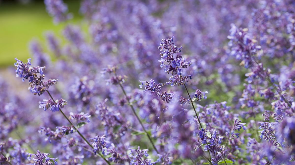 Wie man Catmint in Töpfen anbaut - Experten geben die Geheimnisse zum Erfolg auf, wenn Sie dieses aromatische, blühende Kraut zu Ihrem Containergarten hinzufügen