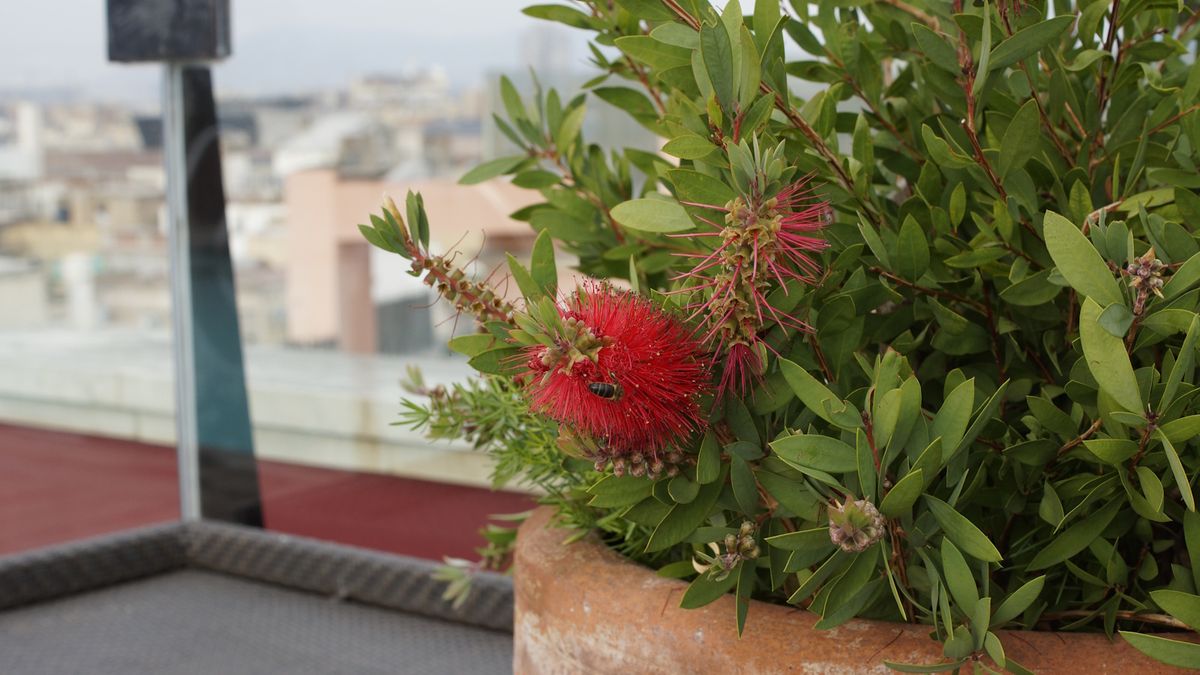 Wie man Flaschenbürstenbäume in Töpfen züchtet – für eine Fülle purpurroter Blüten in diesem Sommer
