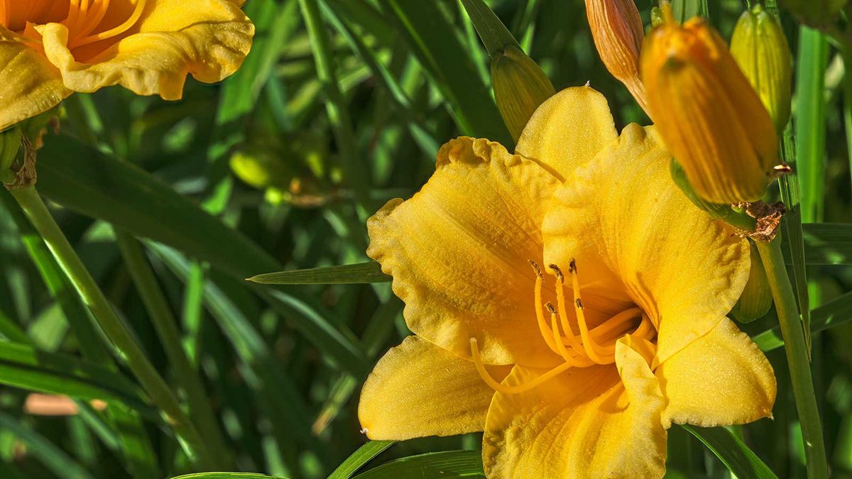 Wie man Stella d'Oro Daylily anbaut - für lockere, sonnige Blüten in Grenzen und Töpfen