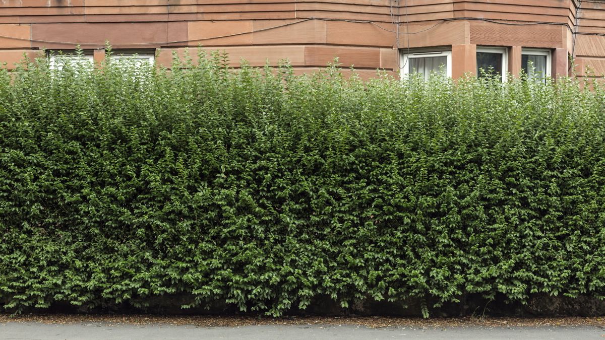 Wie man eine überwucherte Hecke schneidet – Expertentipps zum Umgang mit widerspenstigen und außer Kontrolle geratenen Grenzen