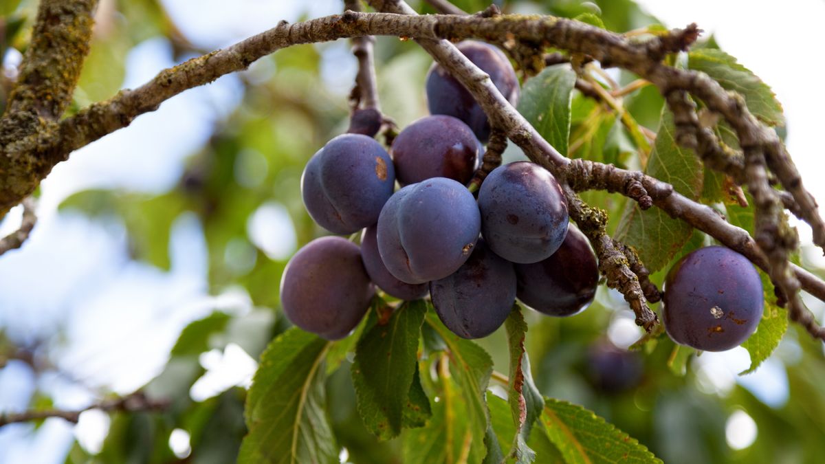 Wie man einen Zwetschgenbaum zum Tragen bringt – 3 Expertentipps für den Anbau dieser säuerlichen, violetten Pflanze