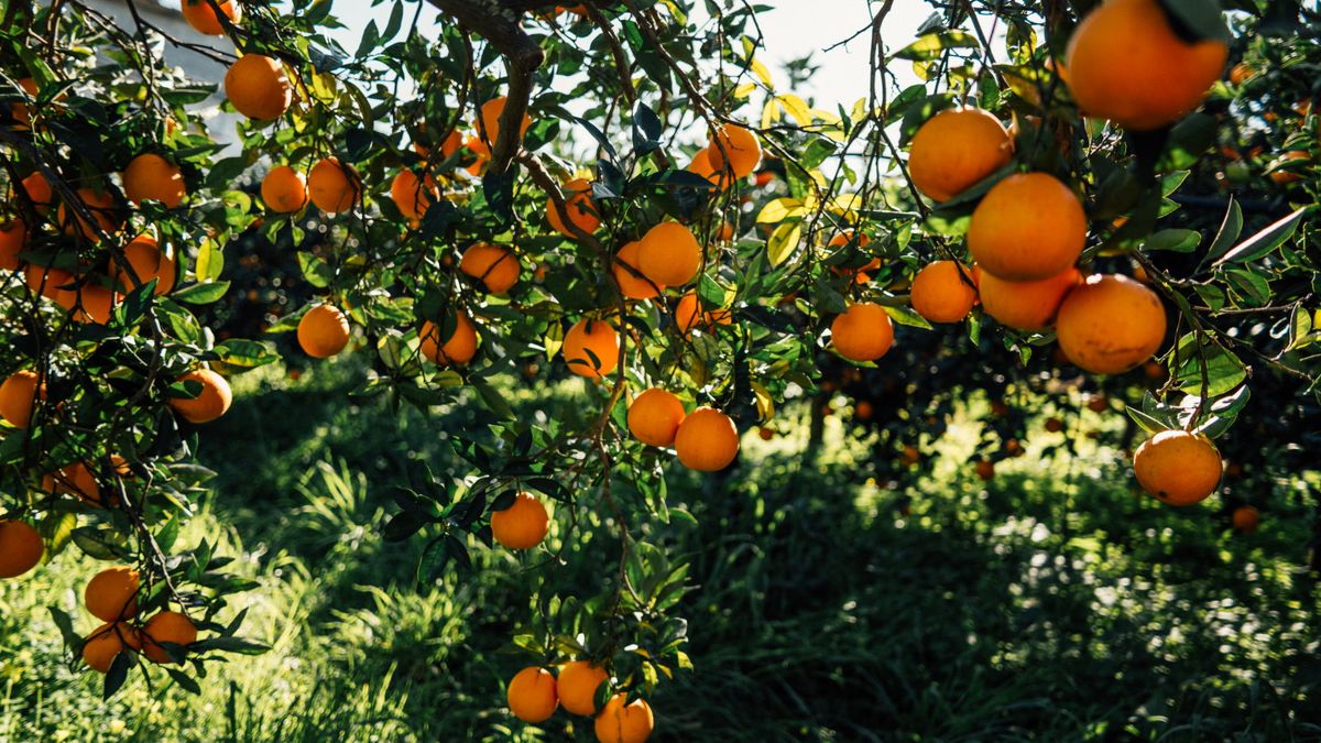 Wie man einen orangefarbenen Baum beschnitten - 6 einfache Schritte, die von erfahrenen Gartenbüchern für gesunde Bäume und köstliche Pflanzen empfohlen werden