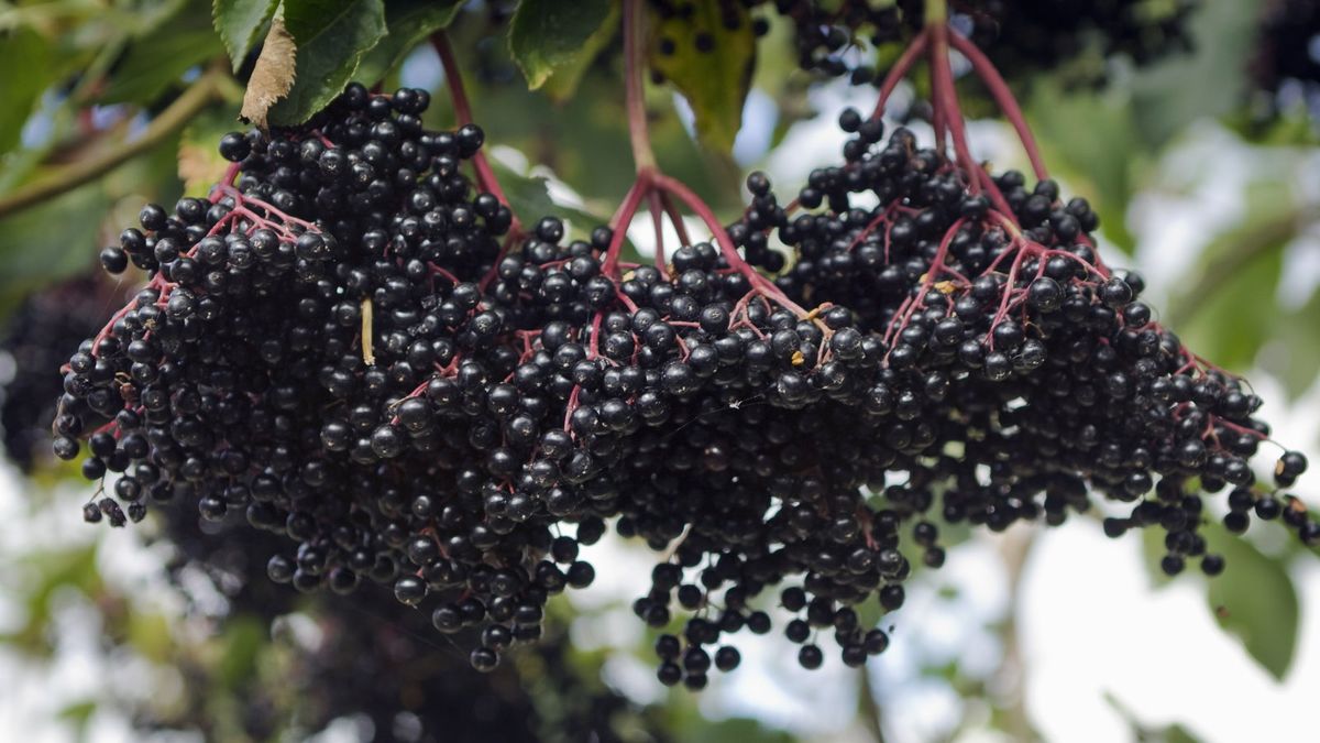 Wie und wann man Holundersträucher beschneidet, um schöne Sträucher und eine Rekordernte an Beeren zu erhalten