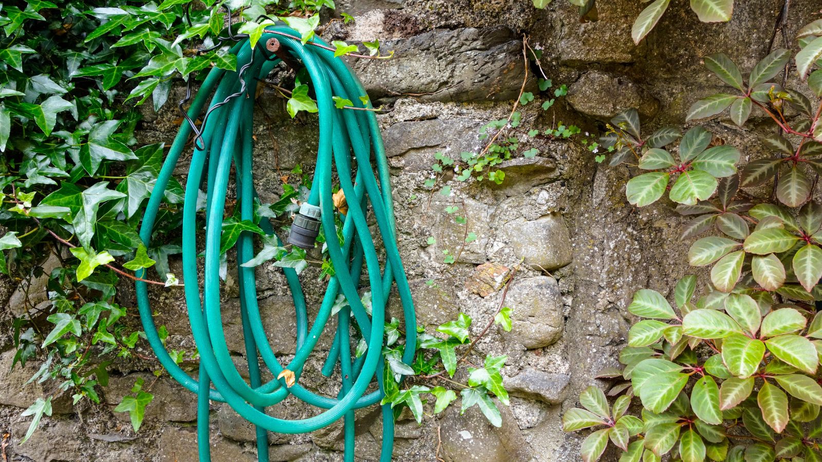 An old garden hose on an ivy-covered wall