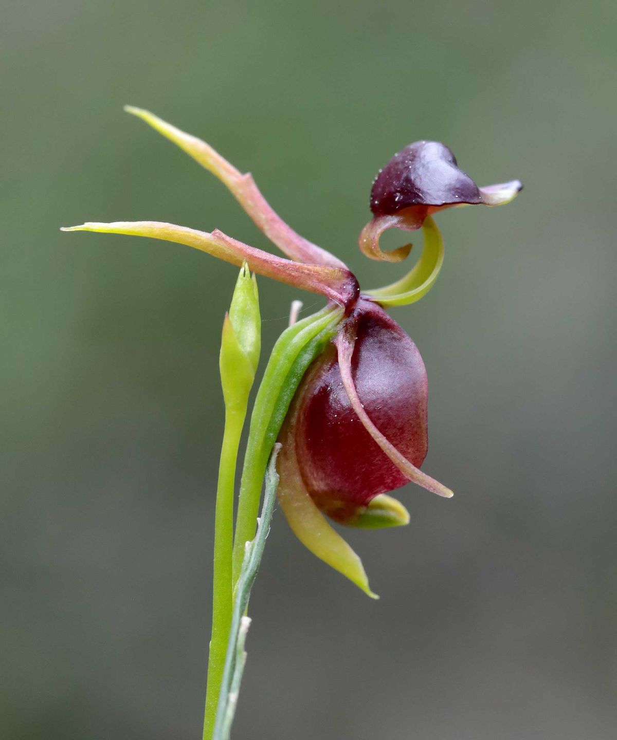 5 Blumen, die wie Vögel aussehen - von ungewöhnlichen Orchideen bis hin zu großen, tropischen Schönheiten, haben diese auffälligen Blüten eine unheimliche Ähnlichkeit mit unseren gefiederten Freunden