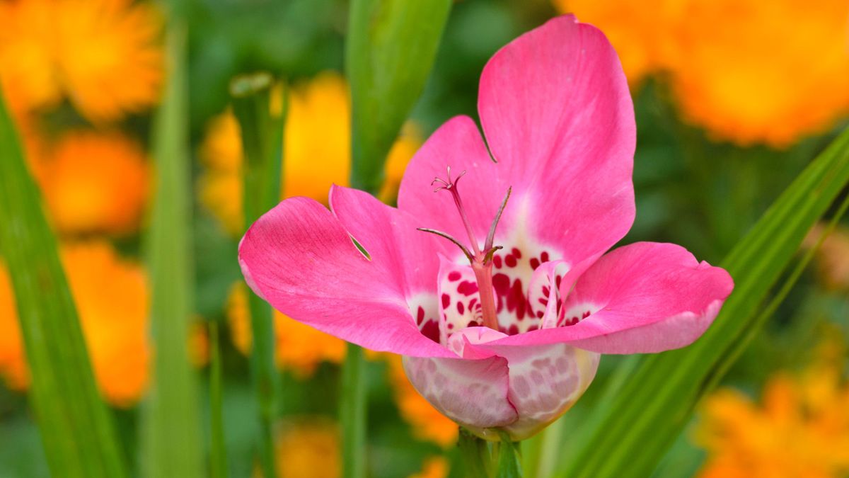 7 ungewöhnliche Glühbirnen zum Pflanzen im Frühling - Diese Schönheiten verleihen Ihrem Sommergarten exotische Blüten und ein markantes Laub