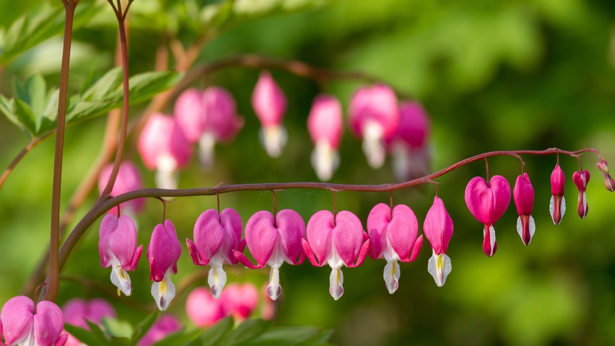 Bare-Root-blutende Herzen sind die muss erschwinglichen, herzförmigen Stauden, die Sie in diesem Frühjahr pflanzen sollten