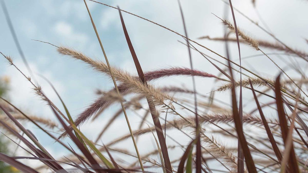 Beeinflusst Windkälte Pflanzen? Gartenbauexperten zeigen die potenziellen Auswirkungen und wie man Pflanzen an stürmischen Tagen schützt