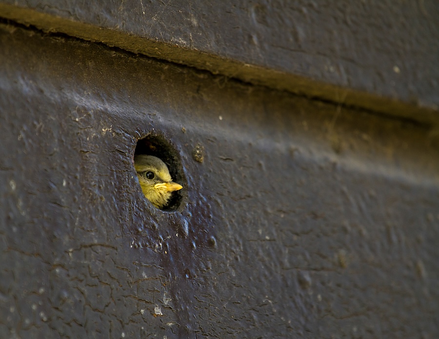 Householders asked to show love for the birds this Valentine’s Day