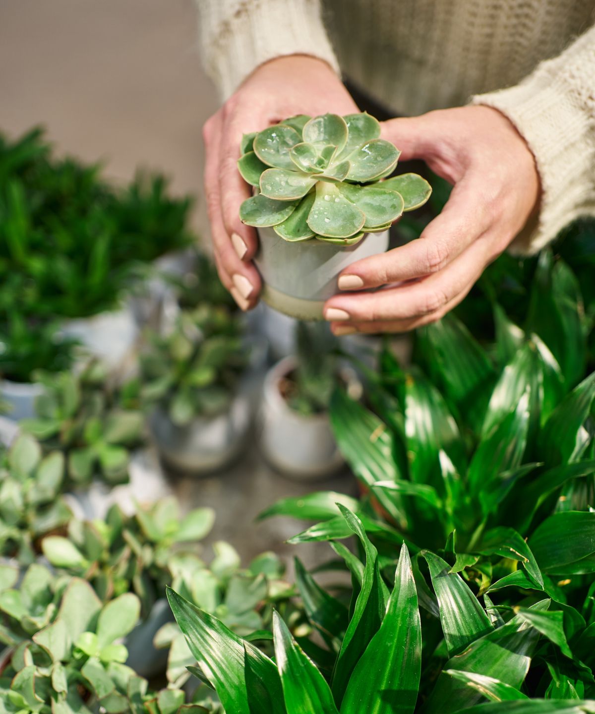 Diese 3 Zimmerpflanzen können Ihr Mikrobiom laut einem Gartenbautherapeuten verbessern, der zeigt, wie Innenpflanzen Ihre Immunität steigern
