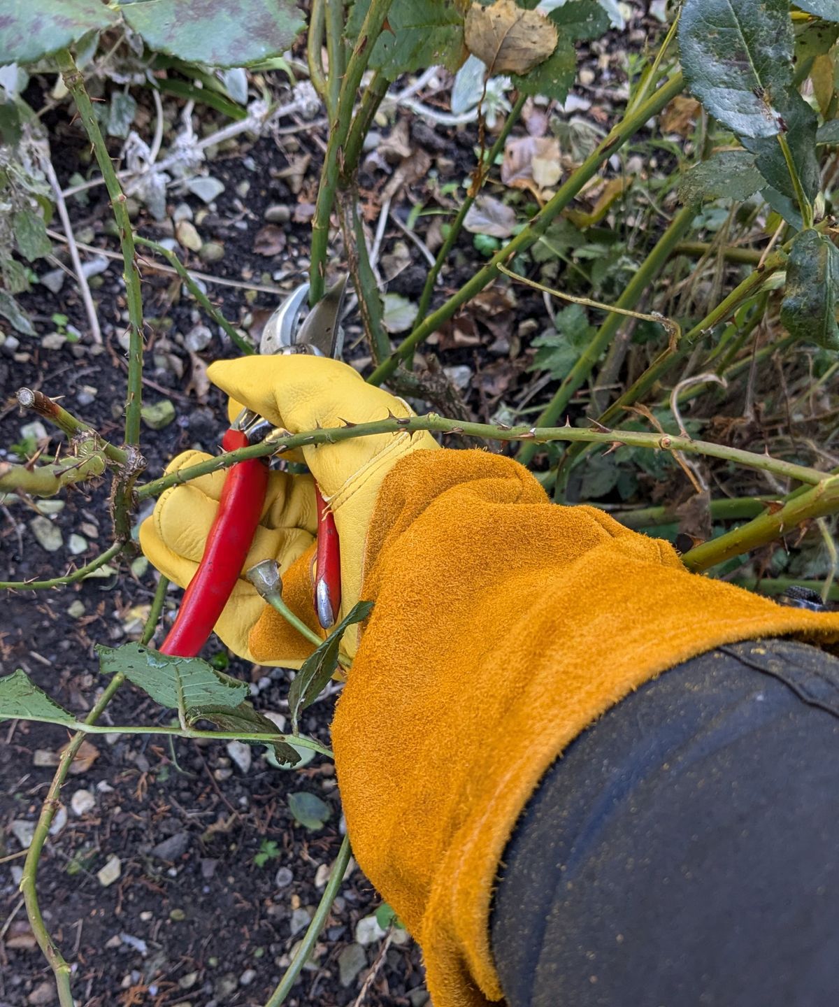 Gartenhandschuhe erklärt - Experten erklären die 5 Hauptarten von Gartenhandschuhen und enthüllen das überlegene Paar, das jeder verwenden sollte
