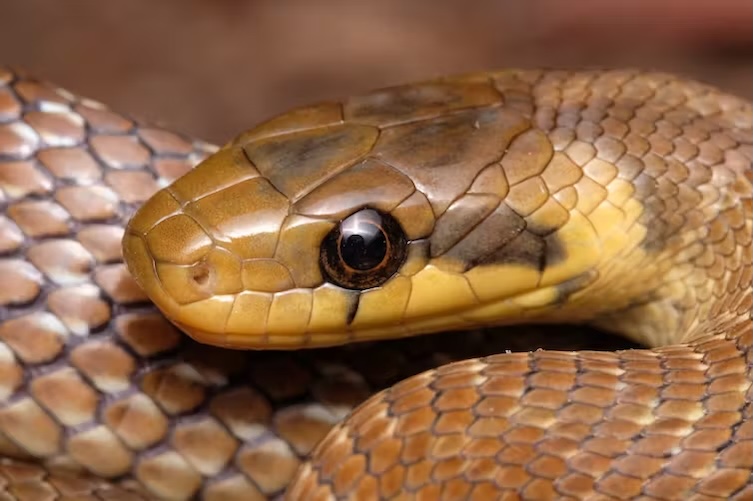 Britain has a new snake species – should climate change mean it is allowed to stay?
